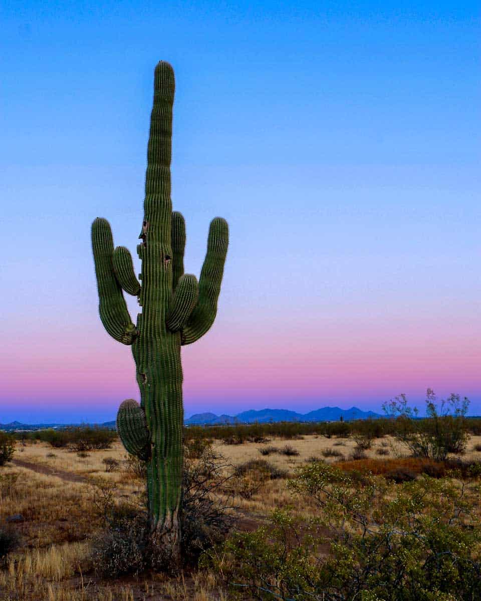 Saguaro Sunset in Phoenix Arizona on a tour from Scottsdale
