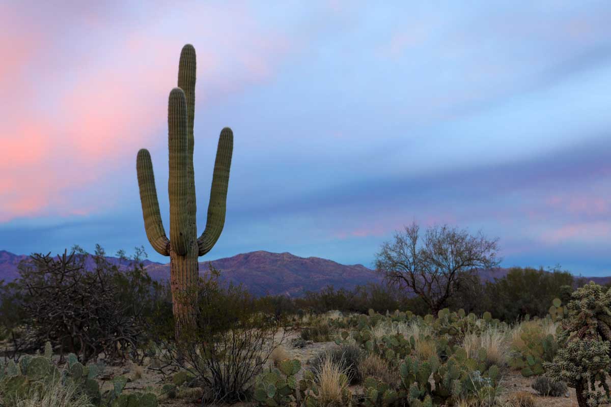 Sunset in the Sonora desert seen on an evening tour from Scottsdale Arizona