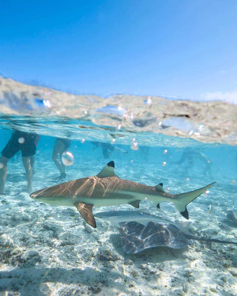 A black tip reef shark and ray seen in Moorea
