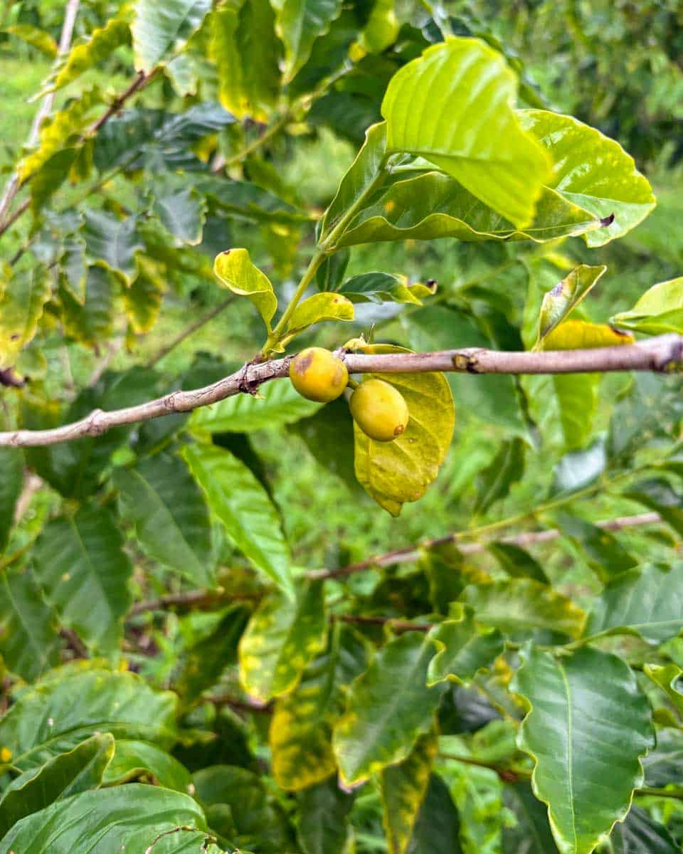 A-coffee-plant-at-a-Coffee-Farm-on-Big-Island-of-Hawaii-1