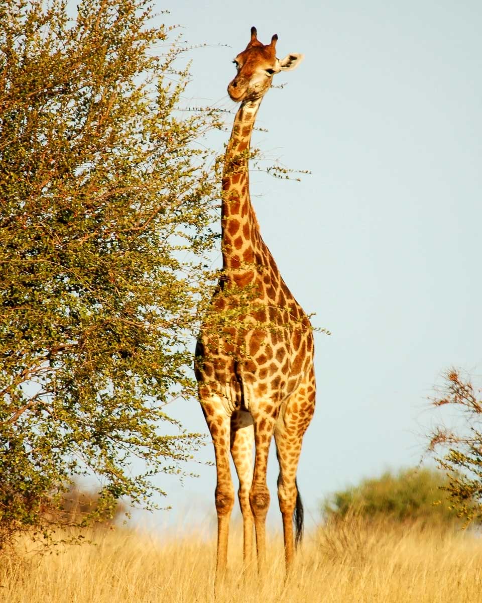 A-giraffe-seen near Victoria Falls Zimbabwe
