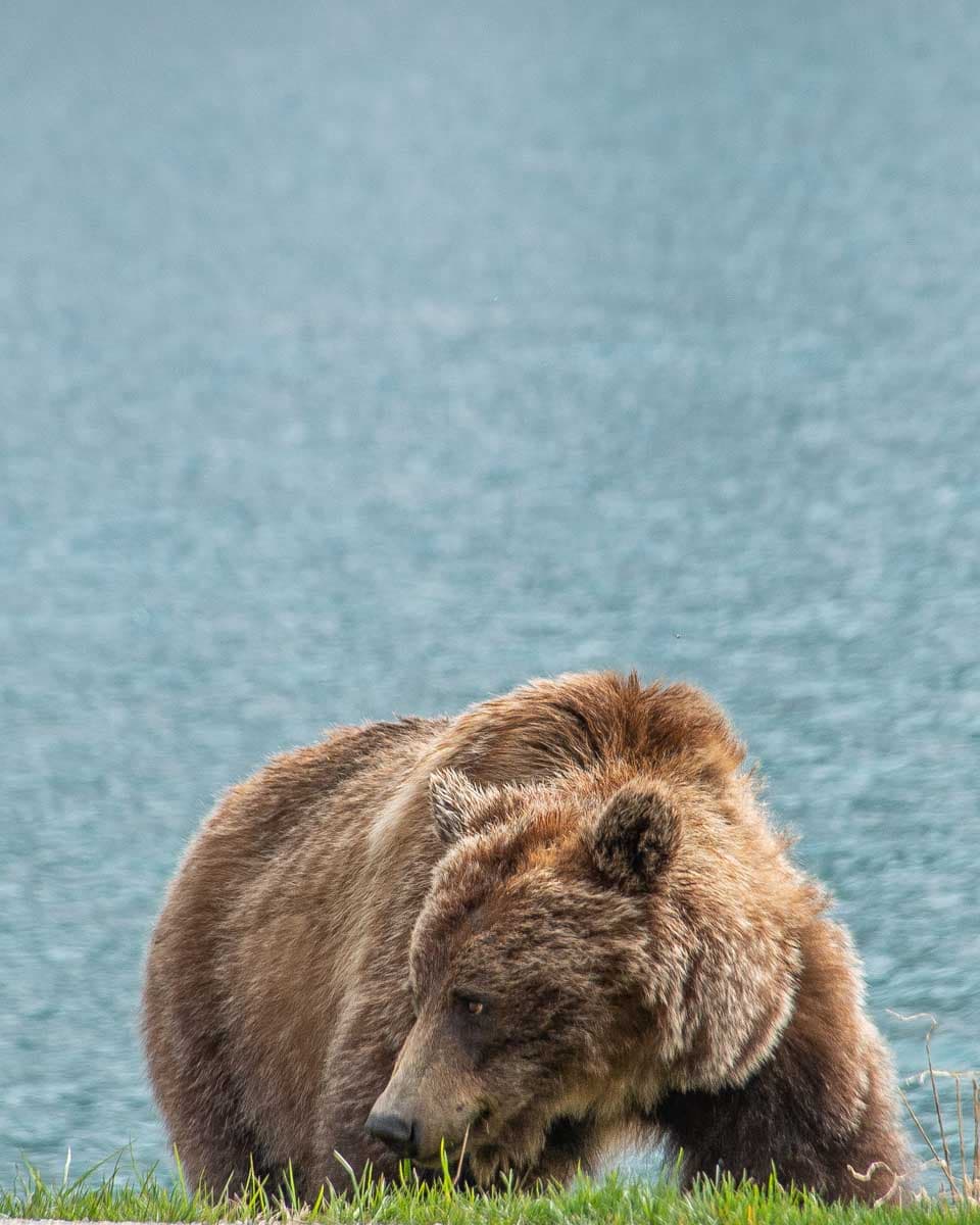 A-grizzly-bear-eats-grass-near-Banff-on-a-tour-near-Lake-Louise-AB-Canada