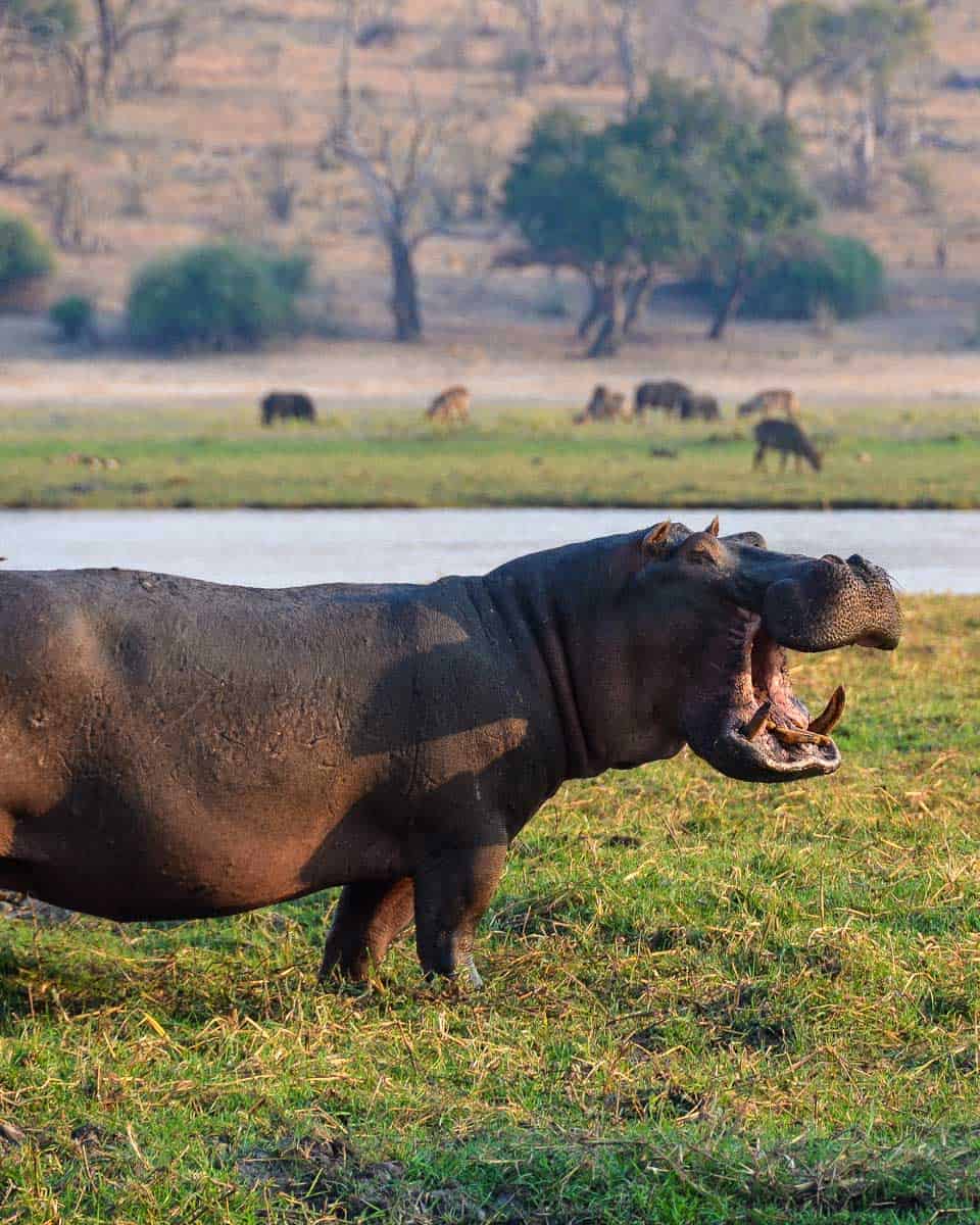 A-hippo-seen-on-a-safari-in-Chobe-National-Park-on-a-tour-from-Victoria-Falls Zimbabwe
