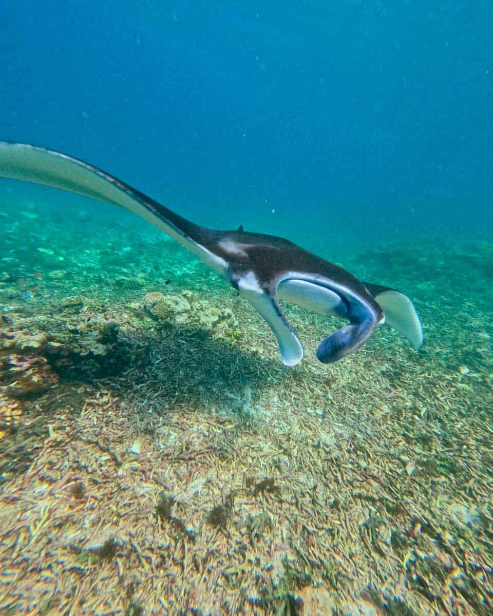 A manta ray seen snorkeling in Fiji