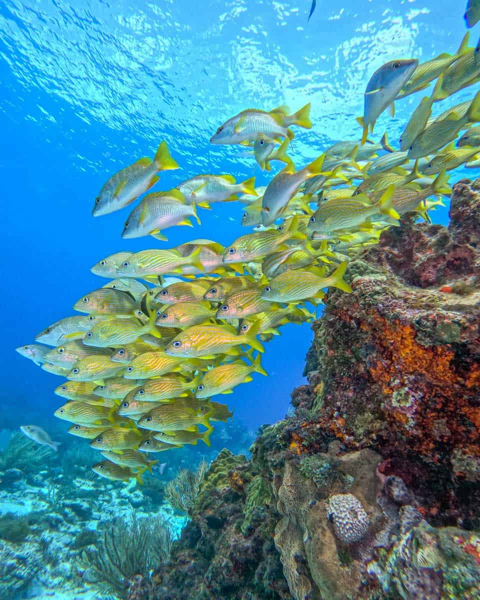 A-school-of-fish-while-scuba-diving-in-Tahiti
