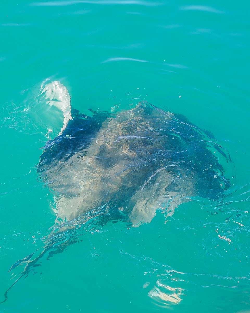 A-stingray-in-the-water-seen-on-a-tour-in-Bora Bora