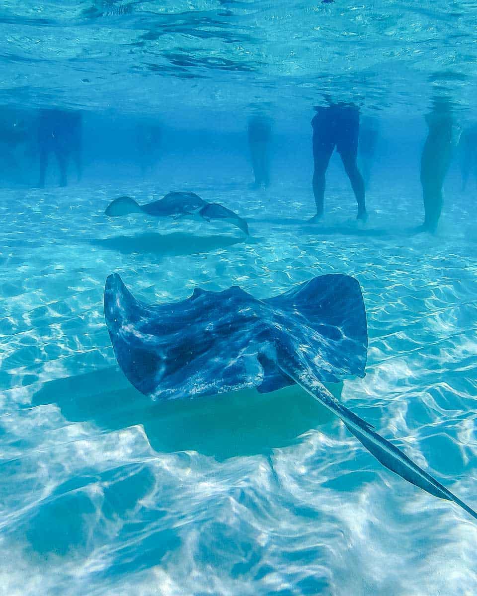 A-stingray-on-a-tour-from-Moorea