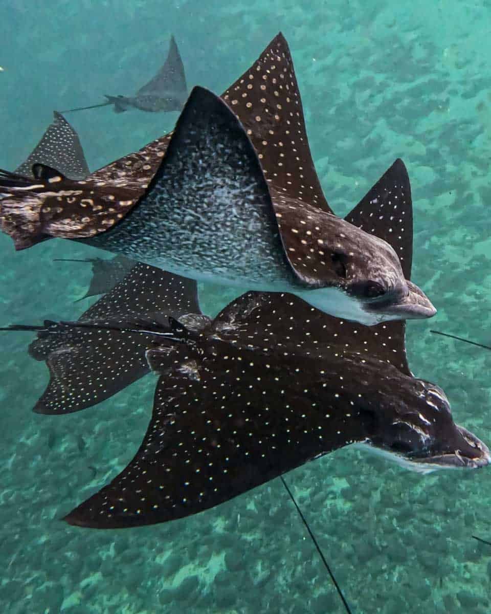 ATAE Safari Océan Tahiti in Tahiti 1