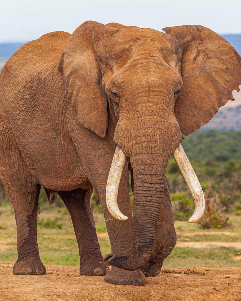 An-elephant-on-a-safari-in-Chobe-National-Park-from-Victoria-Falls Zimbabwe
