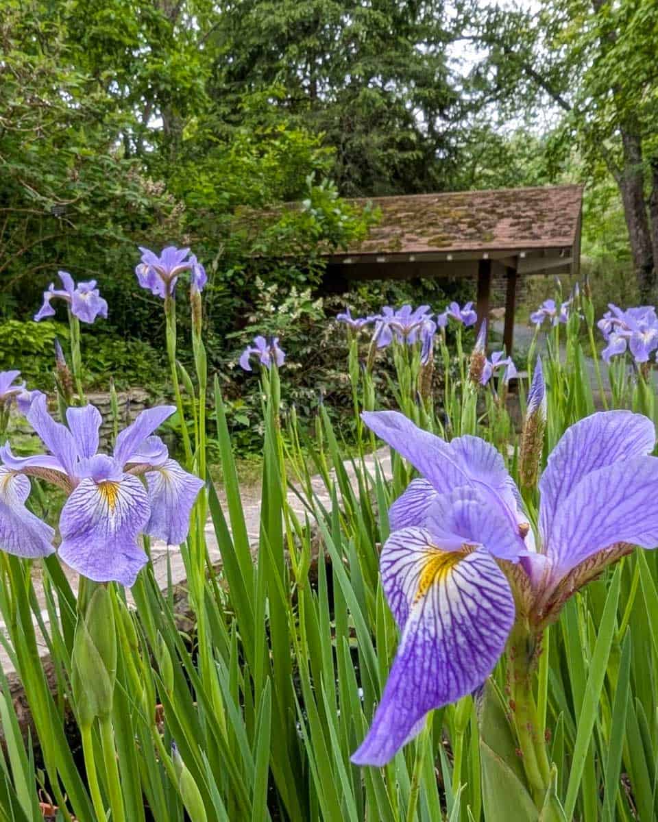 Asheville Botanical Garden in Asheville North Carolina
