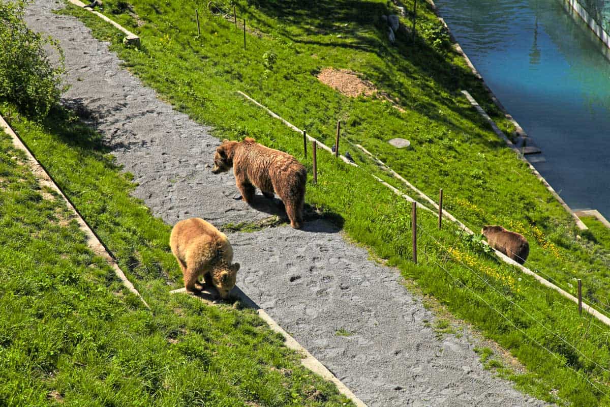 Bear Park in Bern Switzerland