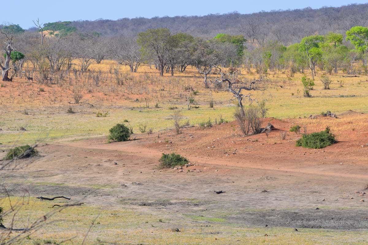 Beautiful landscape at Chobe National Park on a tour from Victoria Falls Zimbabwe