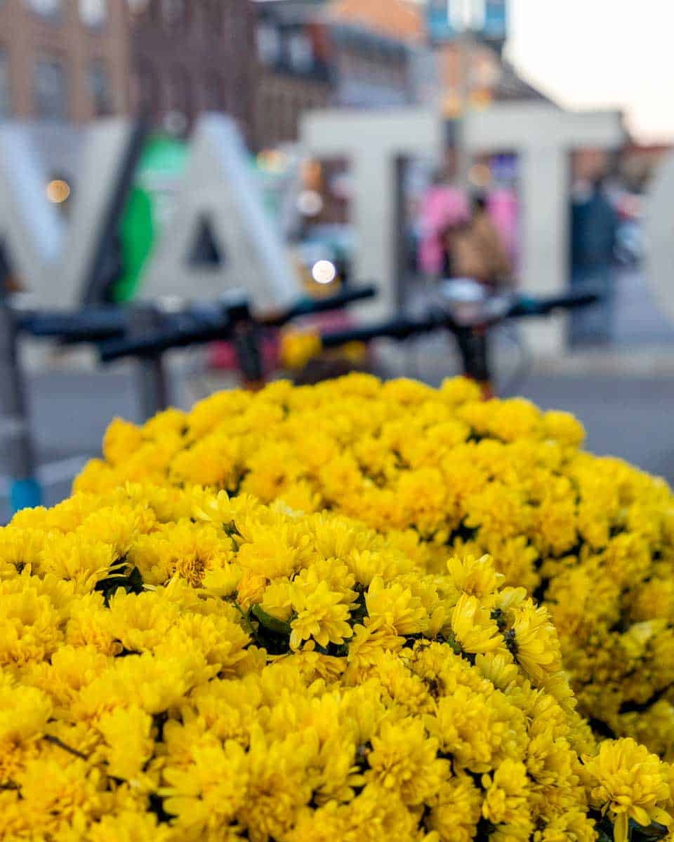 ByWard Market flowers in Ottawa, Ontario, Canada