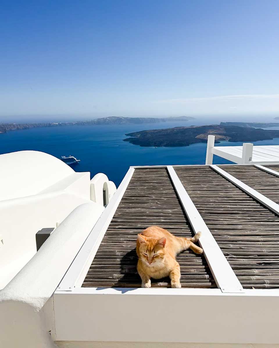 Ginger cat resting on a rooftop terrace overlooking the Santorini caldera