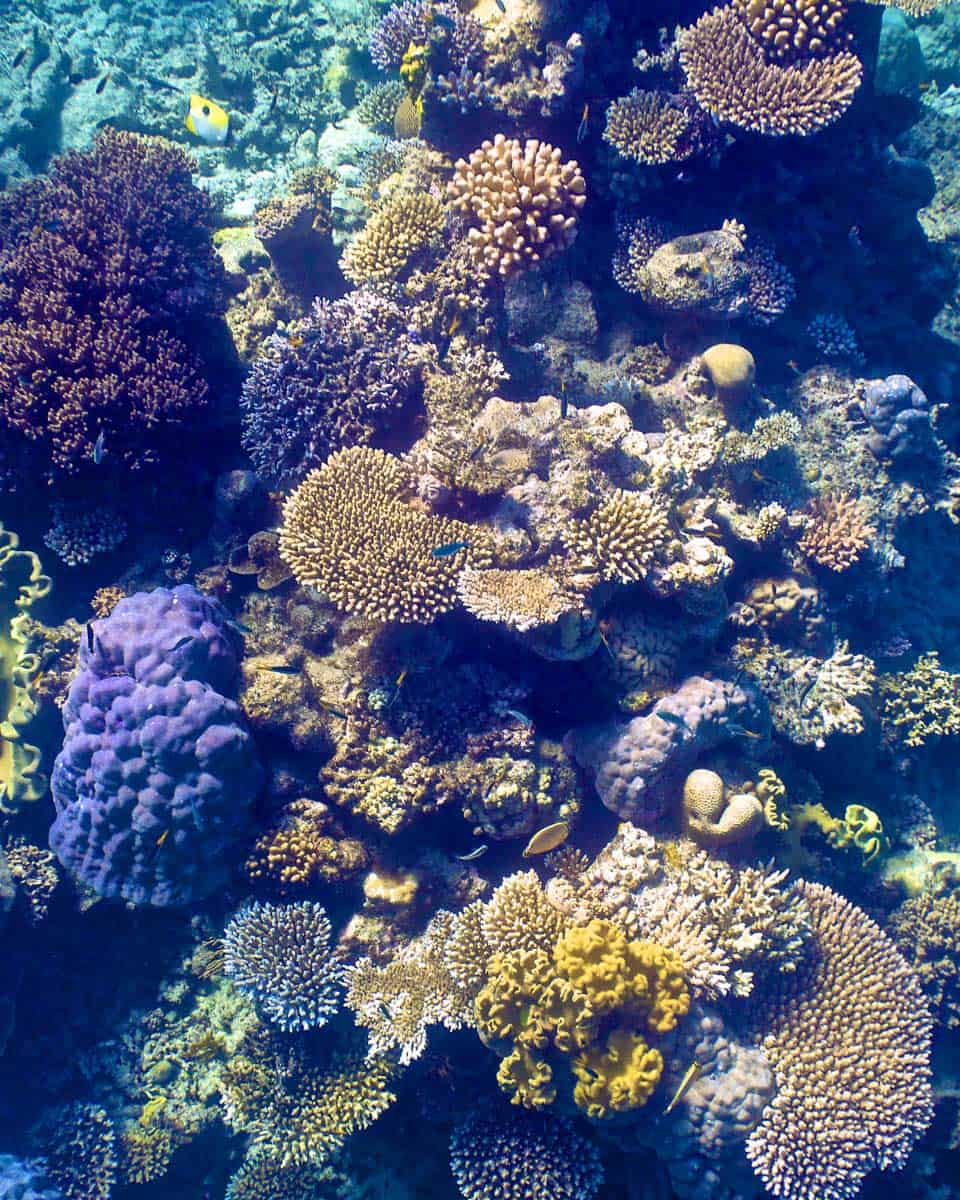 Coral-seen-in-Bora Bora