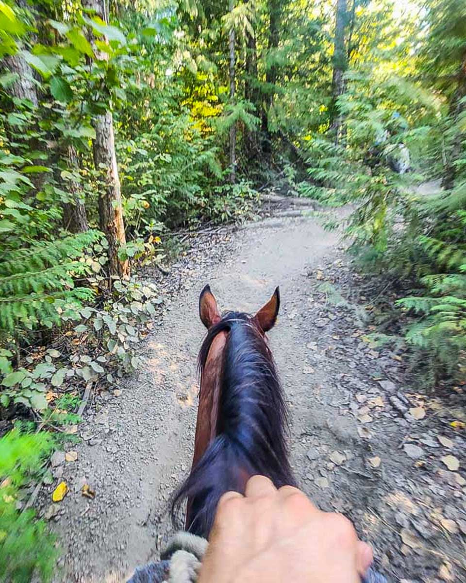 Daniel-rides-a-horse-through-the-forest-on-a-horseback-riding-tour-near-Asheville North Carolina