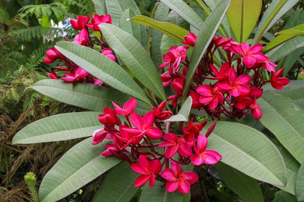 Frangipani flower in Tahiti