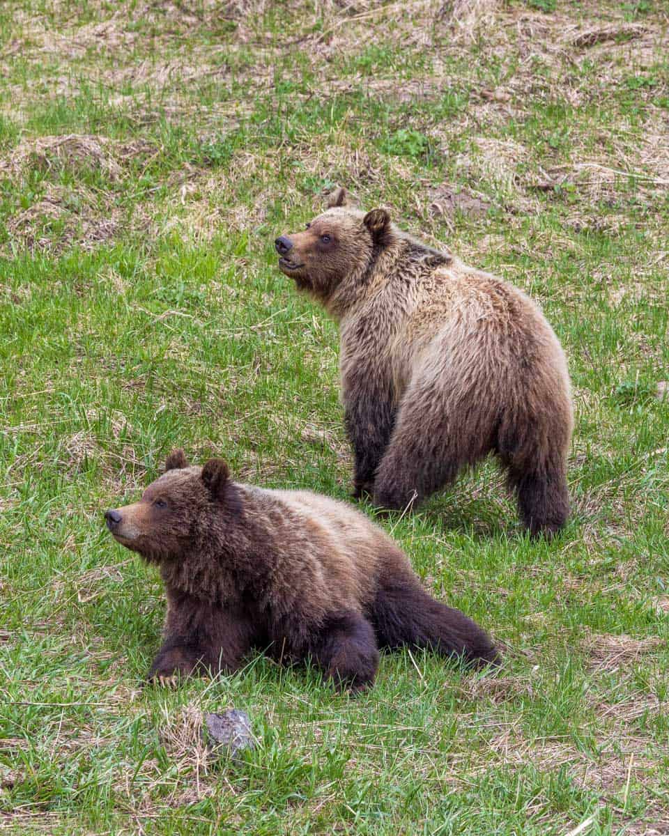 Grizzly-bear-seen-on-the-Lake-Louise-Gondola-and-chairlift-in-AB Canada