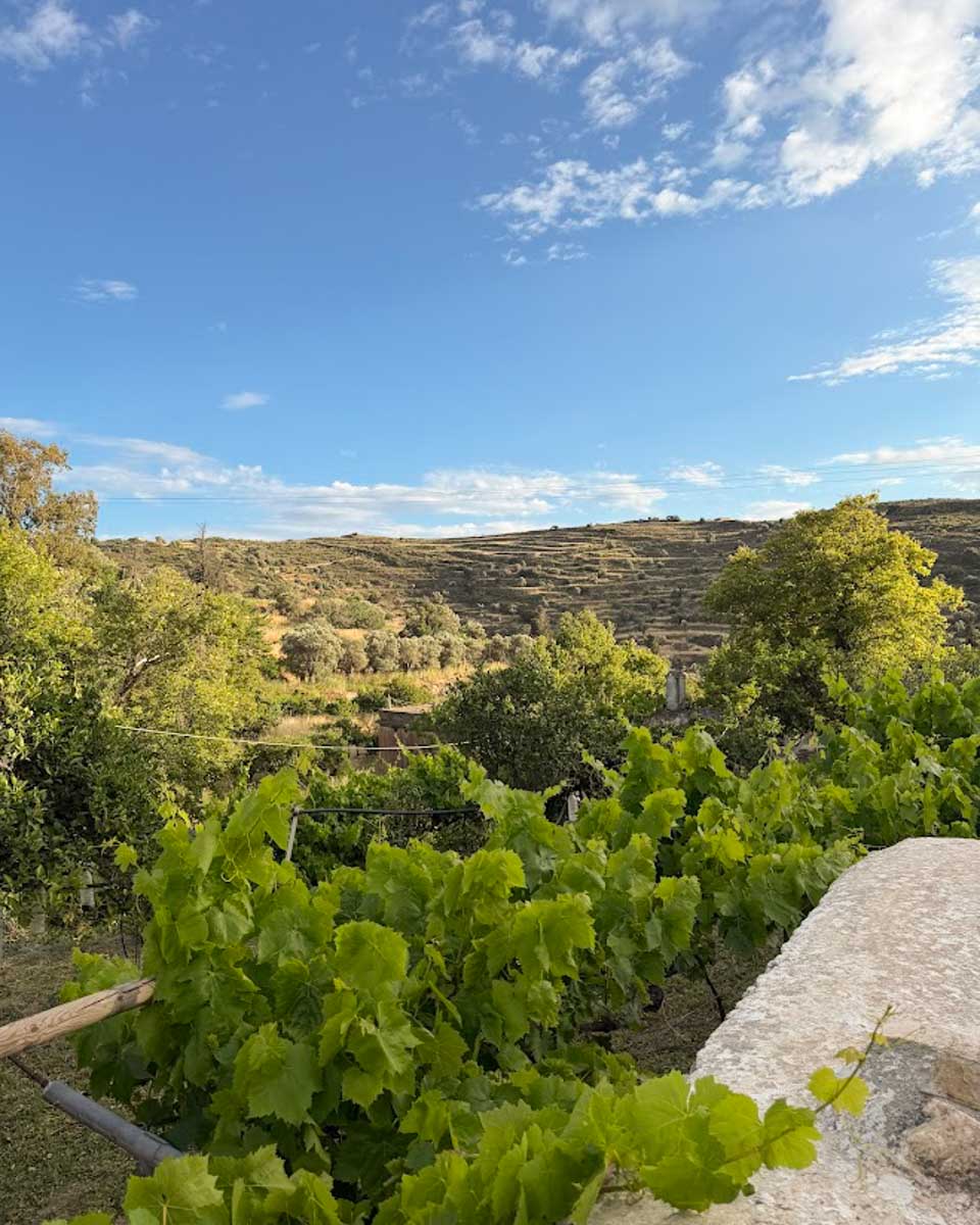 Lush vegetation on the Naxos farm in Naxos Greece on Hannah trip
