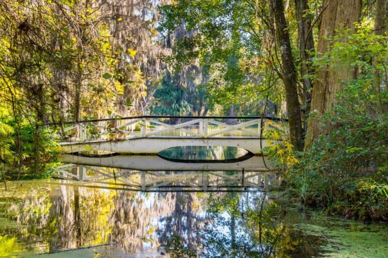 Magnolia Plantation & Gardens near Charleston South Carolina (1)