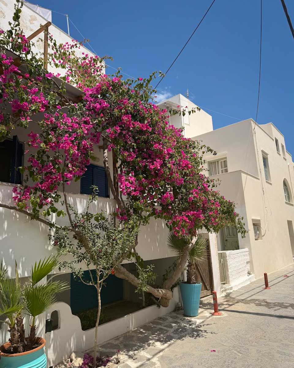 Whitewashed buildings with pink bougainvillea in Naxos Greece on Hannah trip
