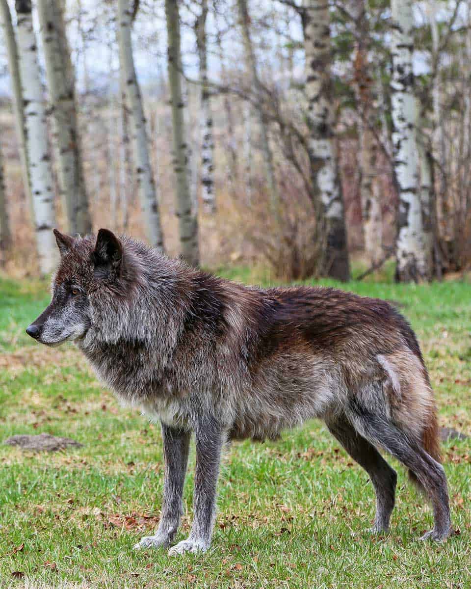 Yamnuska-Wolfdog-Sanctuary-wolfdog-seen-nea-Cochrane Alberta-Canada-1