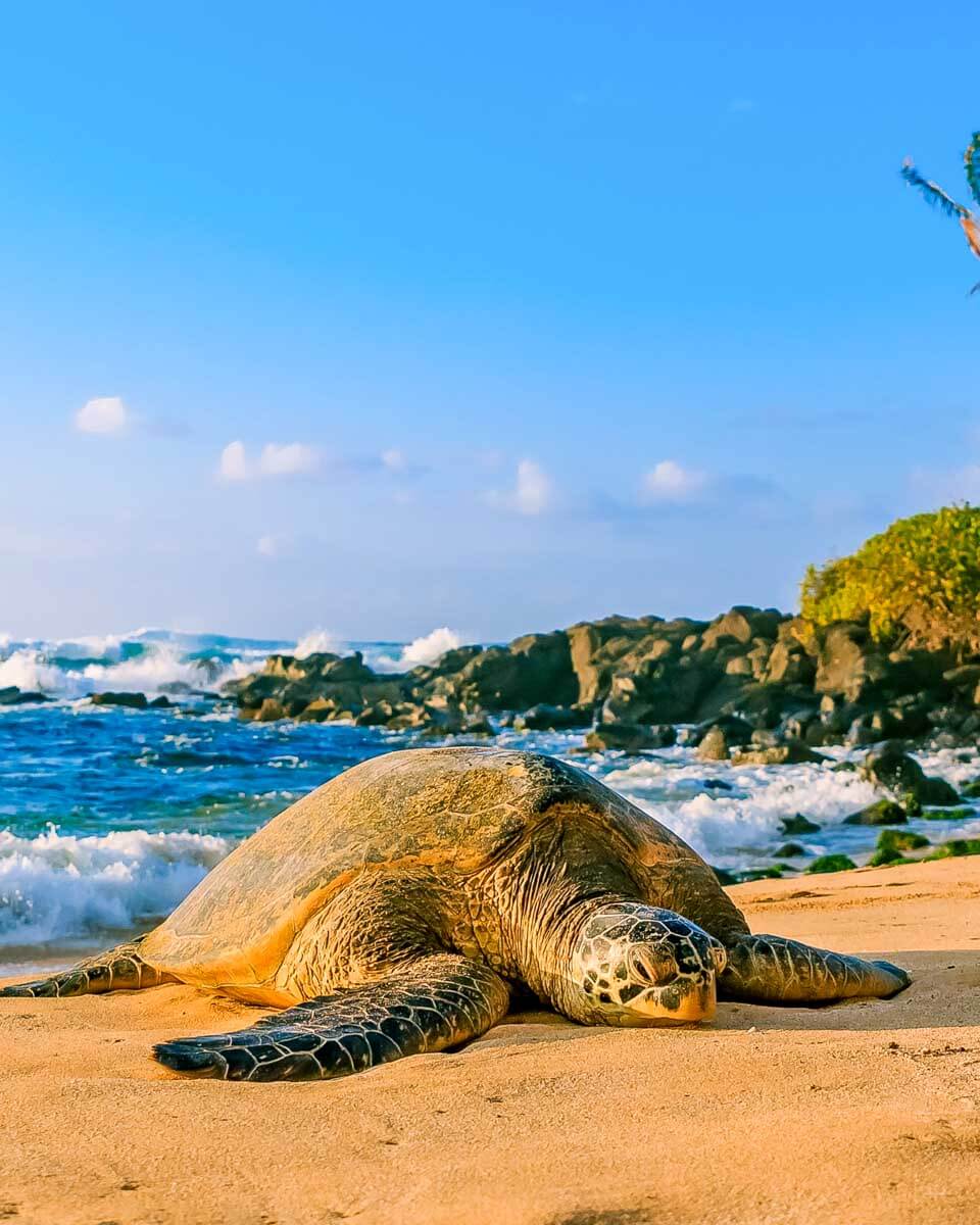 A Green Sea Turtle at Carlsmith Beach Park on Big Island Hawaii