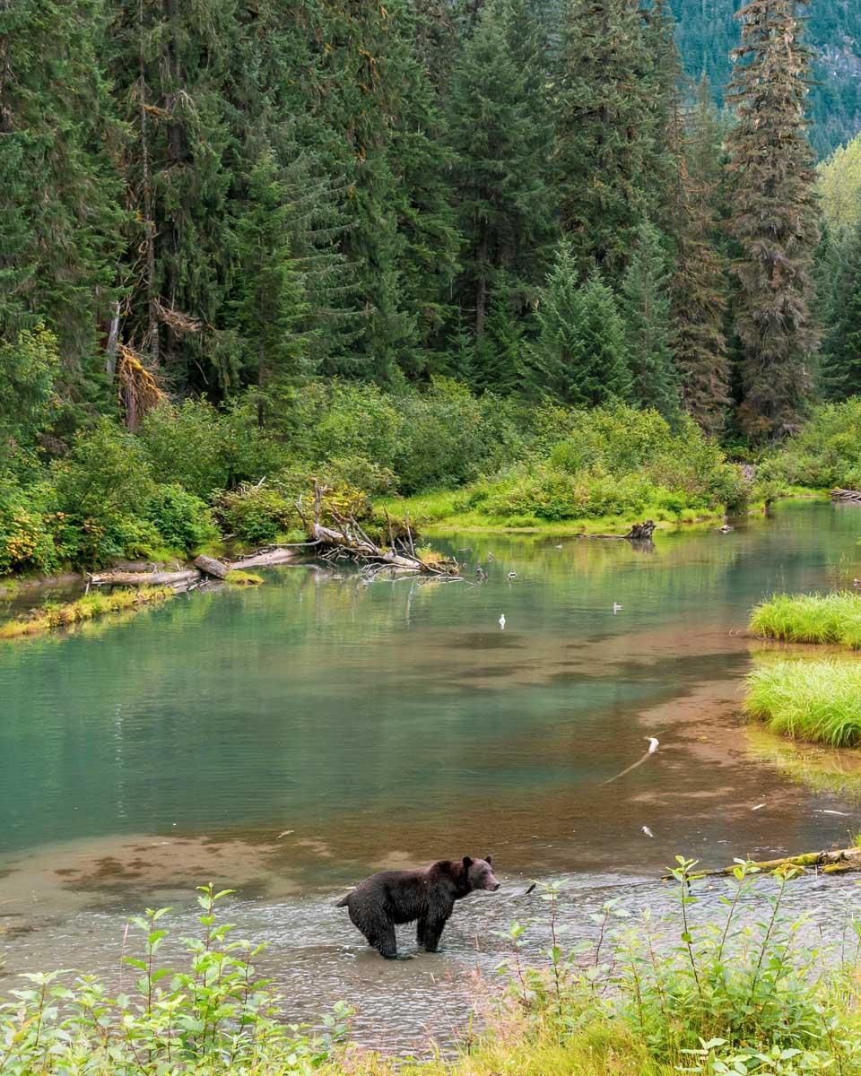 A bear by a lake in Tongass National Forest near Ketchikan Alaska