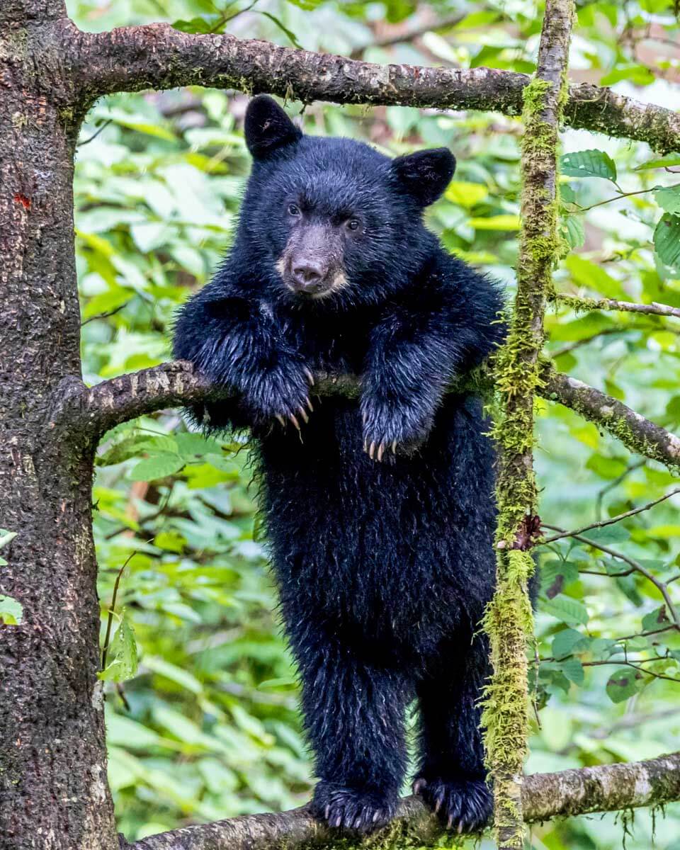 A black bear cub stands on a branch in Ketchikan, Alaska