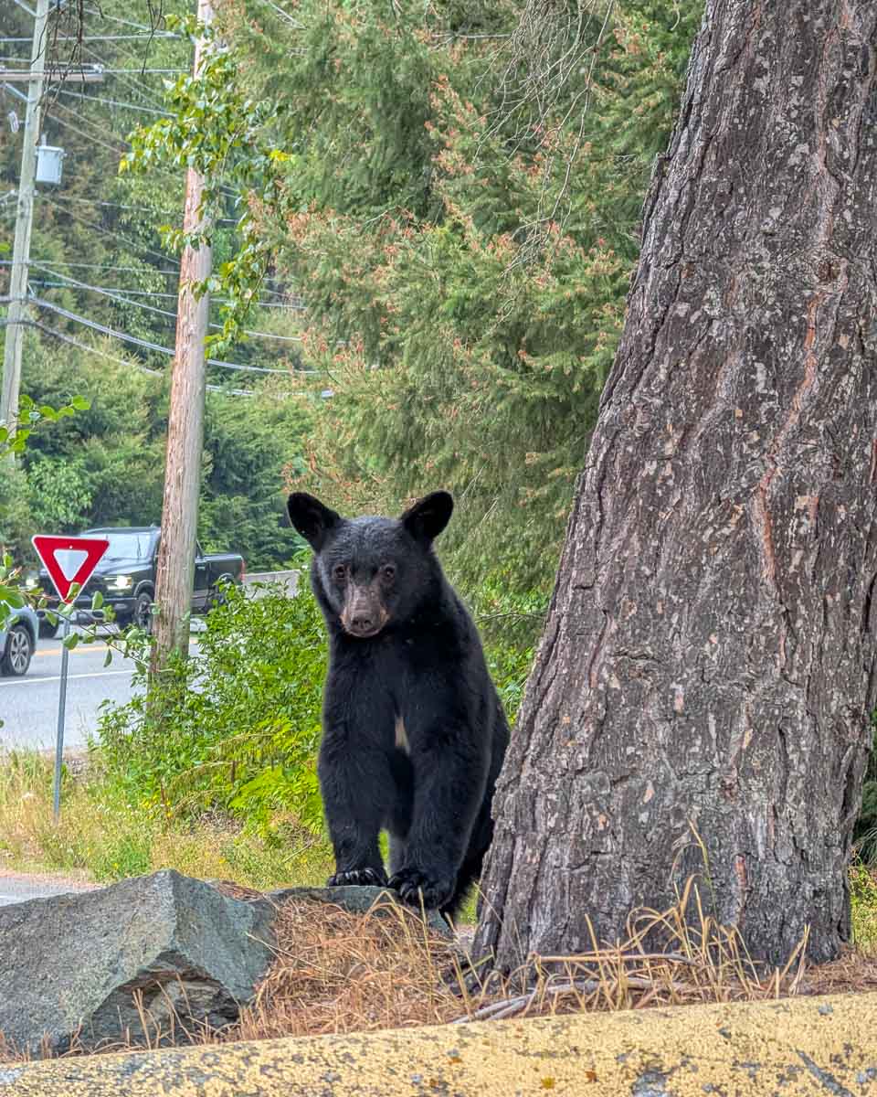 A-blackbear-seen-in-near-Ketchikan Alaska