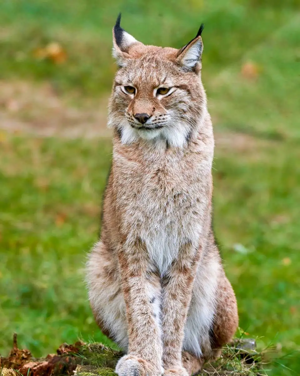 A lynx at Ranua Zoo in Rovaniemi Finland 1