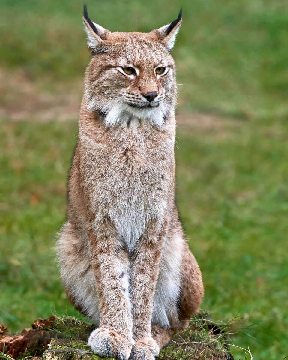 A lynx at Ranua Zoo in Rovaniemi Finland