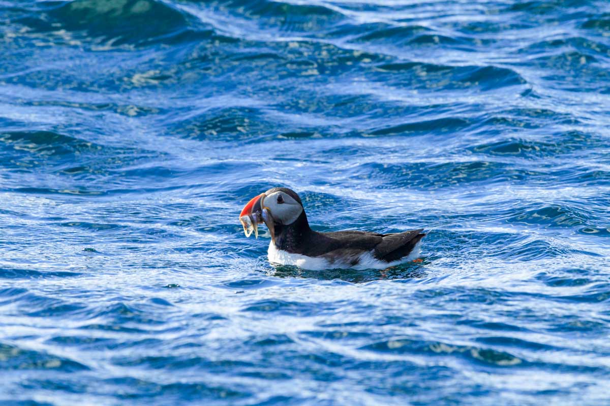 A puffin seen on a cruise from Isafjordur, Iceland