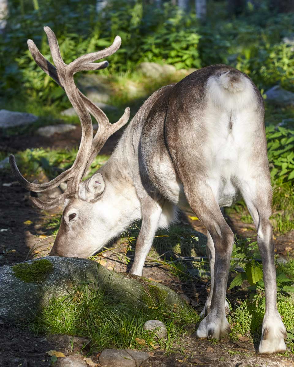 A reindeer seen on a tour in Rovaniemi, Finland