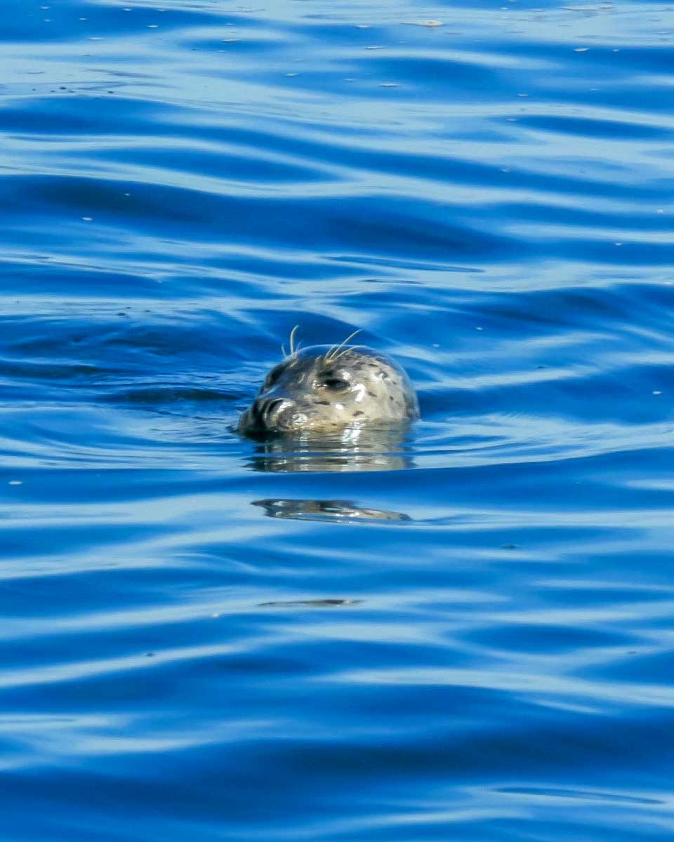 A seal seen near Bar Harbor Maine 2