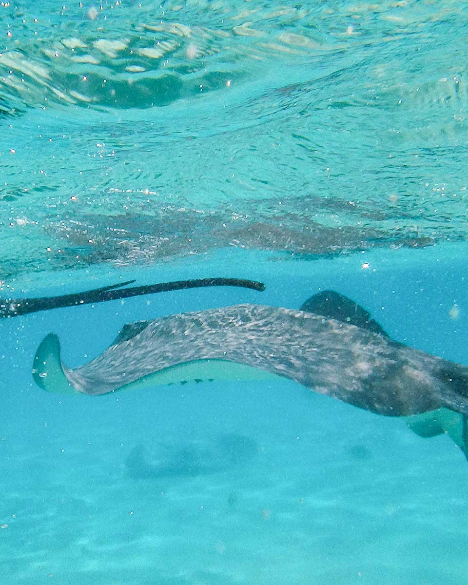 A-stingray-seen-at-stingray-city-on-a-snorkel-tour-on Big Island
