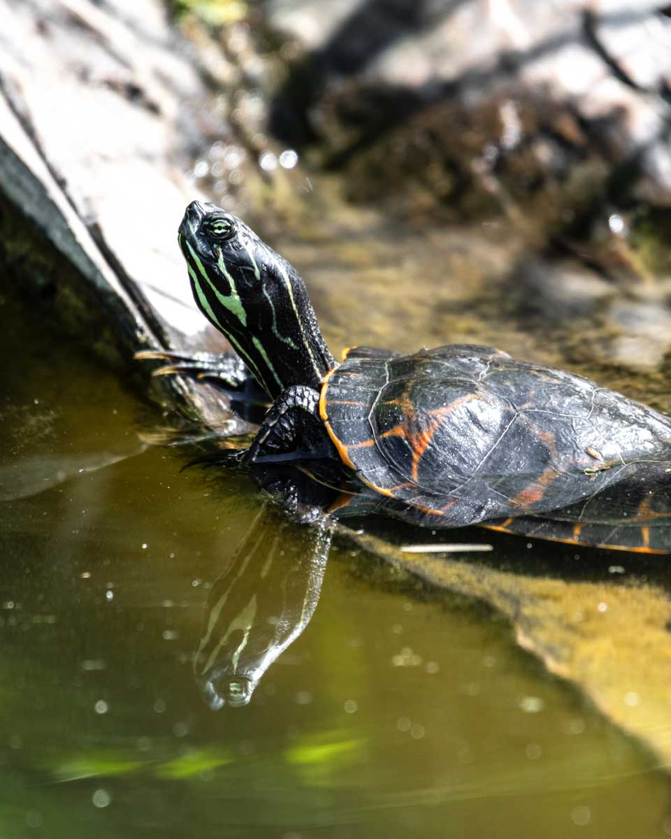 A turtle on a log on a kayak tour in Ottawa