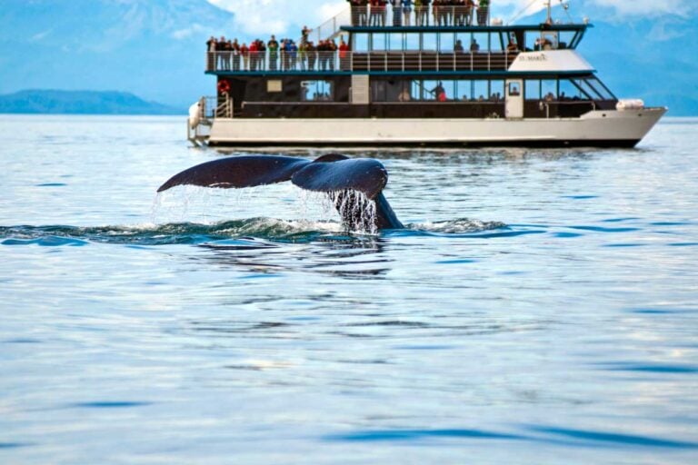 A whale seen in the waters near Juneau Alaska