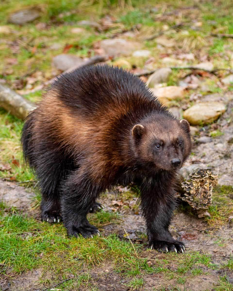 A wolverine at Ranua Zoo in Rovaniemi Finland