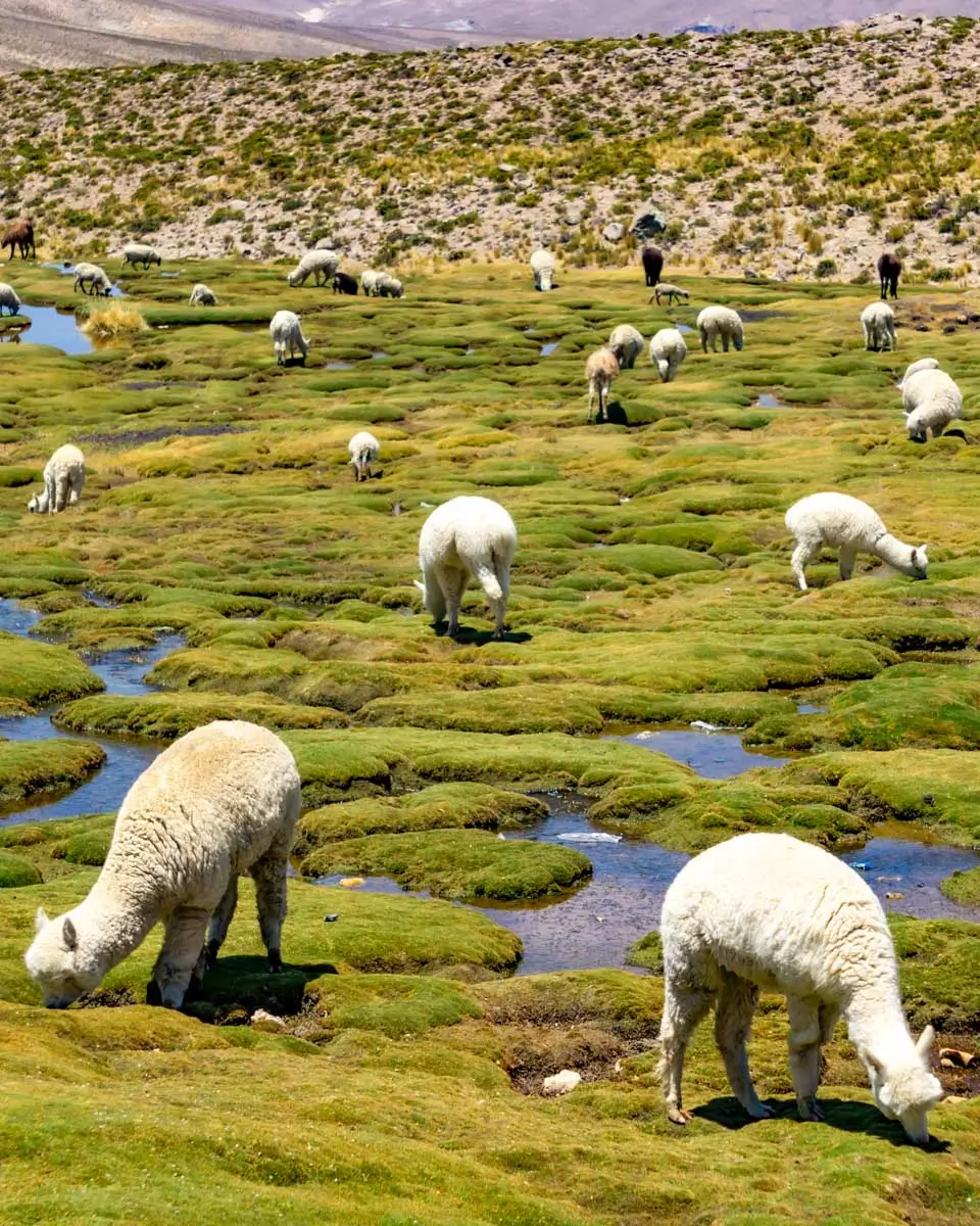 Alpaca seen in Salinas National Resereve on a tour from Arequipa, Peru (2)