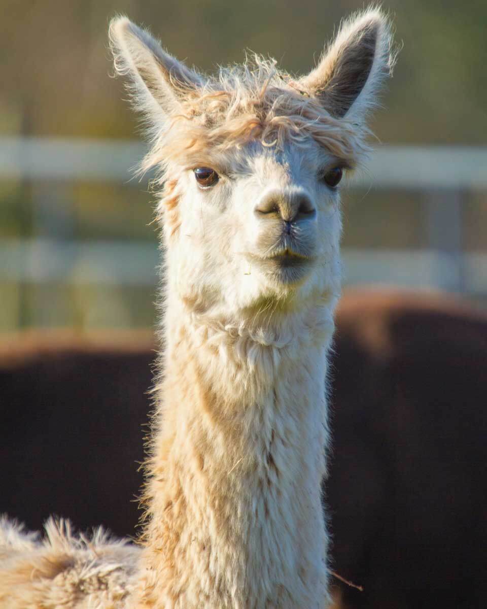 An alpaca seen in Arequipa Peru
