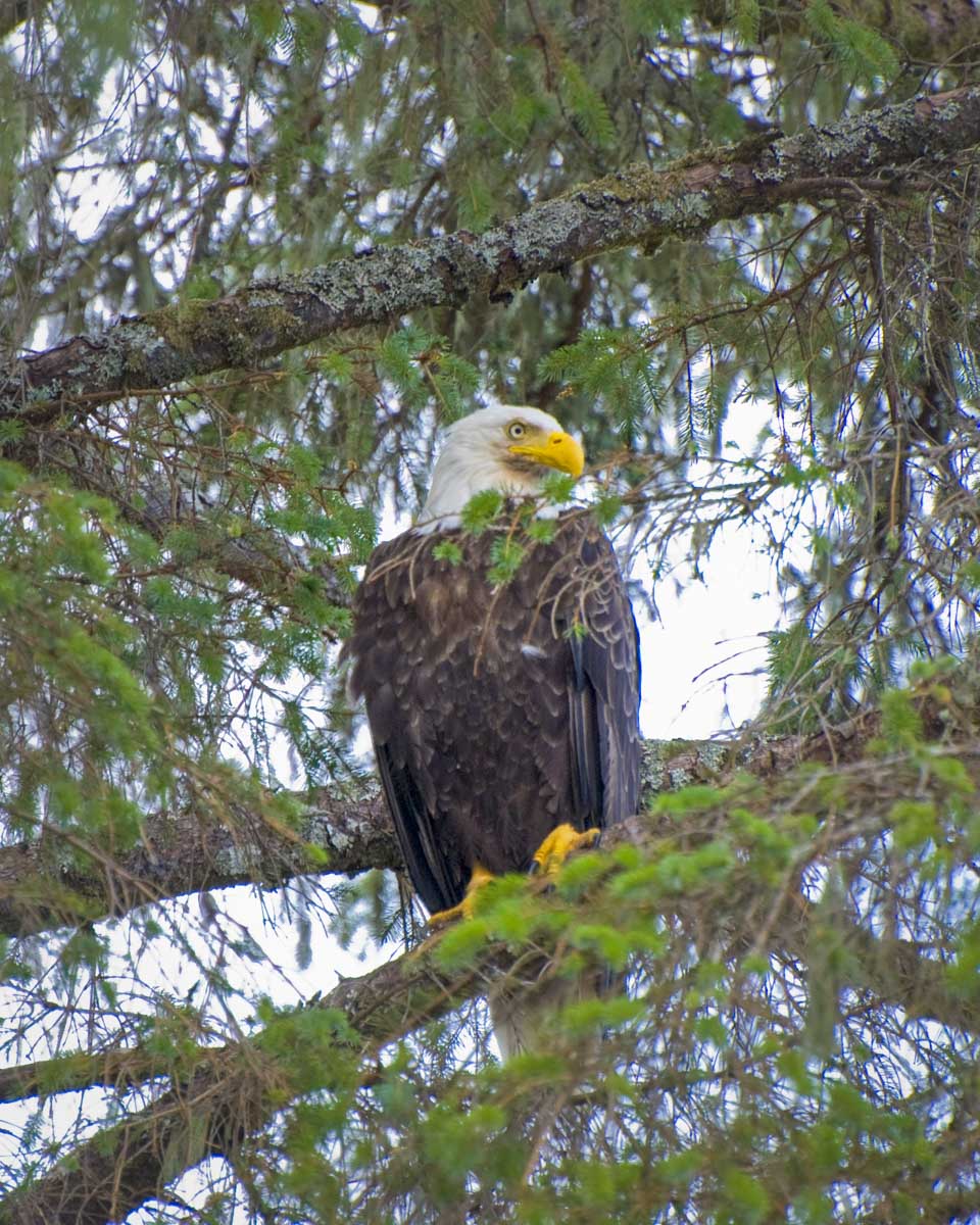 An eagle spotted near Mendenhall Glacier, Juneau Alaska