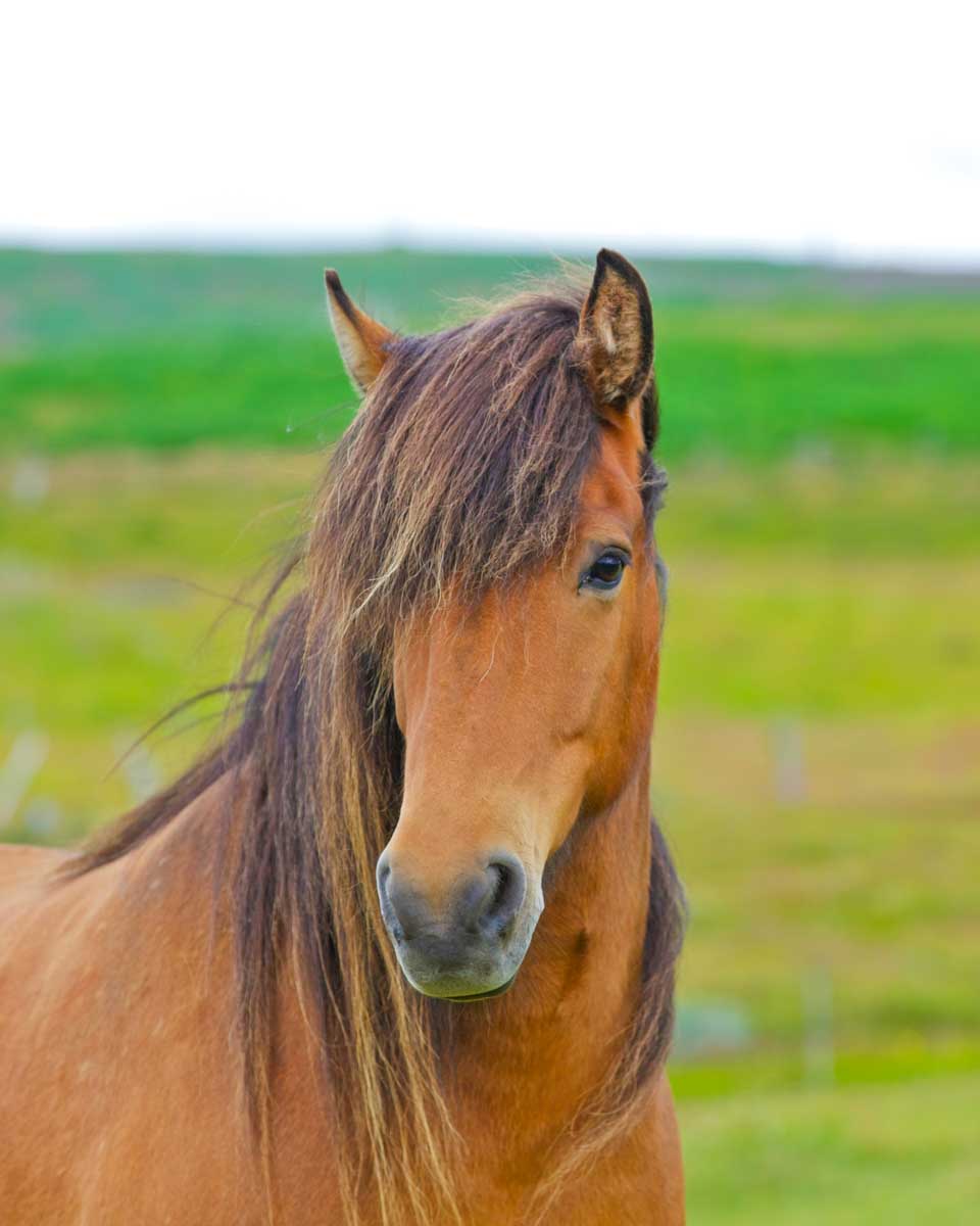 An icelandic horse in Isafjordur, Iceland