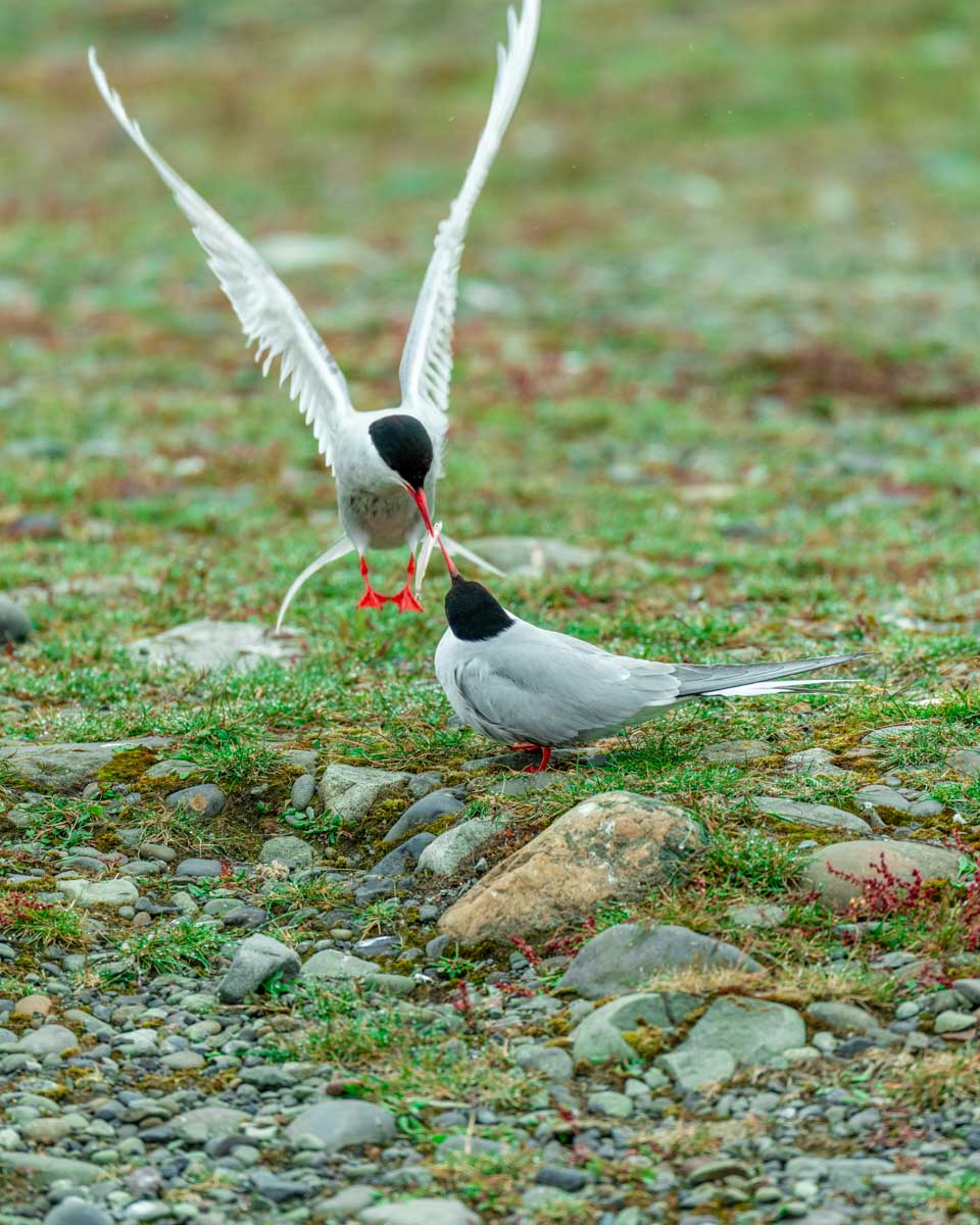 Arctic terns on Vigur Island seen on a tour from Isafjordur, Iceland