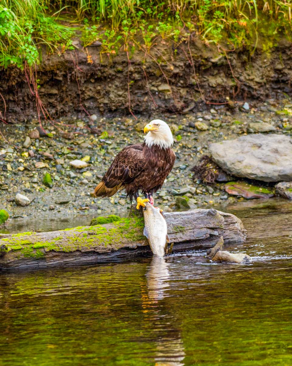Bald Eagle with salmon catch in Ketchikan Alaska