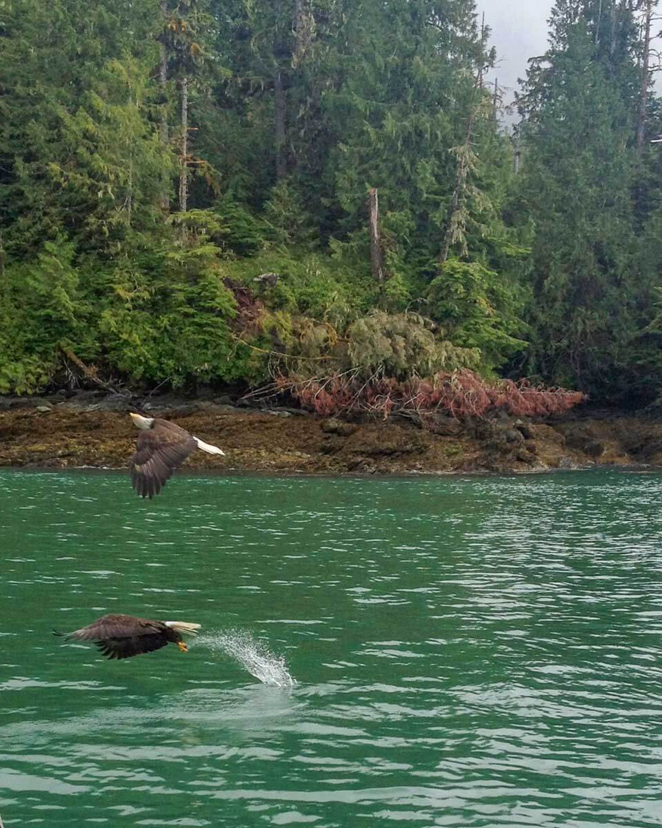 Bald eagles feeding on a tour from Ketchikan Alaska 1