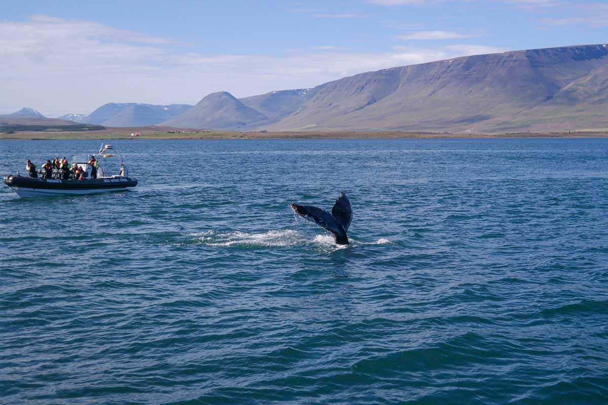 Humpback whale in Eyjafjordur by Akureyri, Iceland (1)