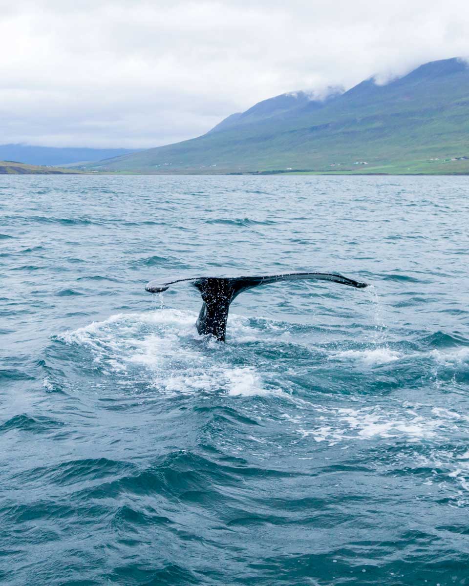 Humpback whale in Eyjafjordur by Akureyri, Iceland (2)