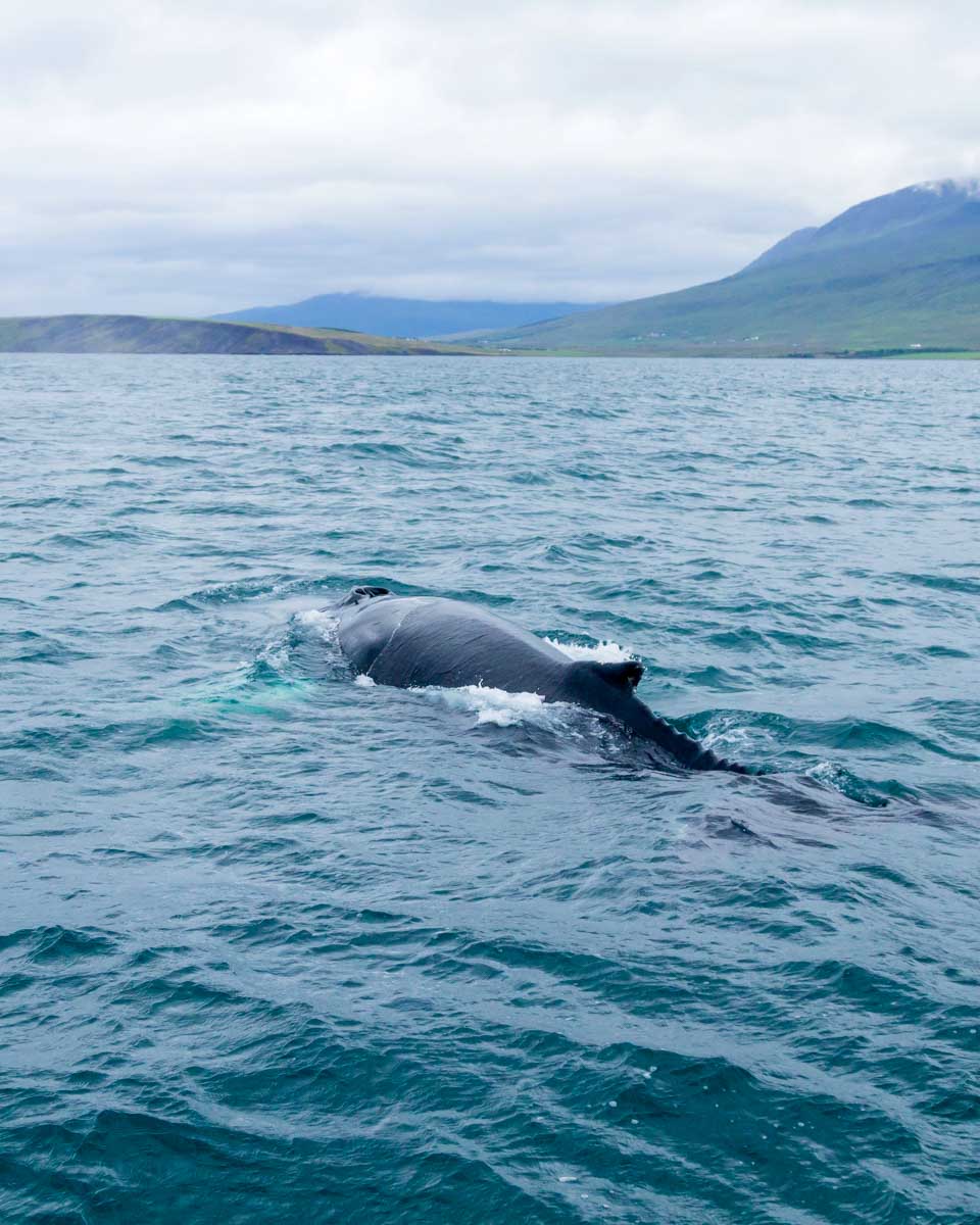 Humpback whale in Eyjafjordur by Akureyri, Iceland (3)