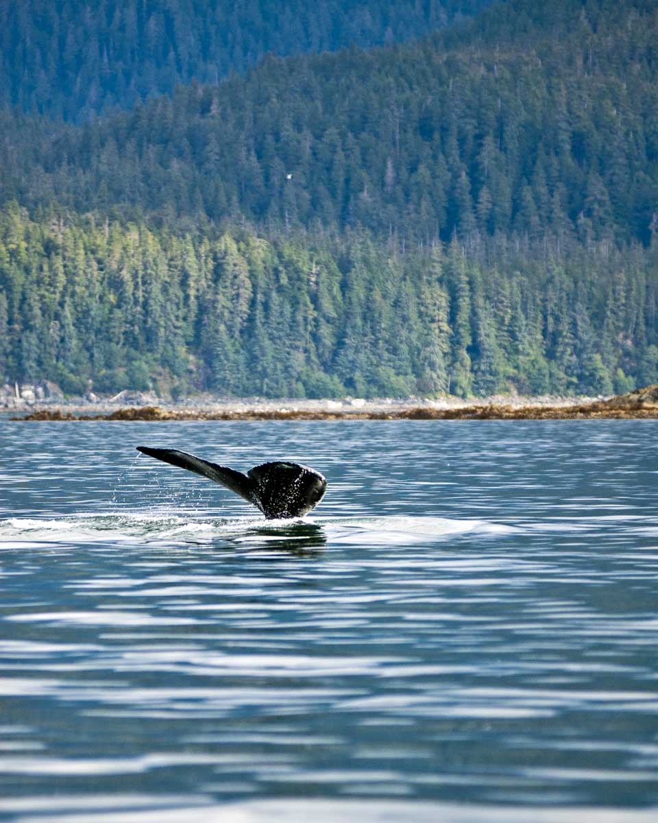 Humpback-whales-seen-on-a-cruise-from-Ketchikan Alaska-3